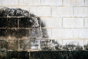 mold-in-your-basement-aqua-dry-basement-waterproofing-2